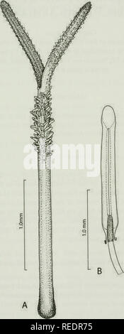 . Compositae Newsletter. Compositae. Comp. Newsl. 46, 2008 19. Abb. 4. Blumea sericea. A: Stil zeigen kurz dreieckig geschwungene Haare auf den Zweigen und lange stumpf fegen Haare unter der Bifurkation. B: staubblatt Übersicht angebundene und calcarate Staubbeutel base. - A - B: Sardesai 2547 (S). Bitte beachten Sie, dass diese Bilder sind von der gescannten Seite Bilder, die digital für die Lesbarkeit verbessert haben mögen - Färbung und Aussehen dieser Abbildungen können nicht perfekt dem Original ähneln. extrahiert. Naturhistoriska riksmuseet (Schweden). Abt. der Phanerogamic Botanik. Columbus, Ohio: Abt. Stockfoto