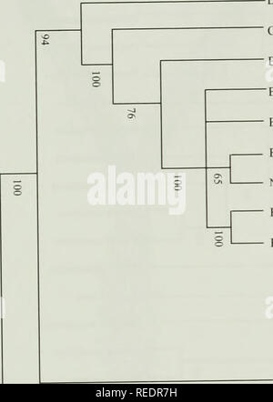 . Compositae Newsletter. Compositae. Comp. Newsl. 46, 2008 17. ? 4^S Duhaldea cappa Caesulia axillaris Blumea balsamifera Blumea Blumea riparia saxatilis Blumeopsis flava NANOTHAMNUS SERICEUS Blumea Blumea integrifolia psammophila m B&gt; 5 = -3 S Â £ Si-^3 § 3.1 - .3 3. - "Sch um. Stift 5 nus scus P O g Qo iyn rpe em ittn 8 Ta - 5^5 Ich? &Gt; - ich Hi-3 o 3-im-Kia hth liegen ^3^S3 SR D T! 7 ^&gt; - eine O in Ion opt Reli ud elh opsis. N erigeron Nia, Schöne oconyza Lagge, a, o 3 - 3 c "J.; ? S-s--3 %. ? O reya, Crat toglossa, Pechuel-eranthus. rphyroste O 3 - 5" 3 3 Tl ysty Cole OES-Tes mm ' V O Stockfoto