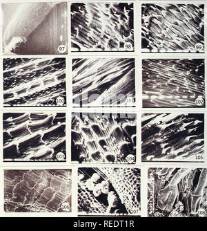. Compositae Newsletter. Compositae. 112 Comp. Newsl. 50., 2012. Abbn. 97-108. Rem-Aufnahmen zeigen die Struktur und Verteilung der cypselar Haare. Abb. 97: Centaurea cyanus, x25. Abb. 98: Cicerbita cyanea, x800. Abb. 99: Cicerbita macrorhiza, x800. Abb. 100: Crepis vesicaria, x400. Abb. 101: Echinops sphaerocephalus, x400. Abb. 102: Hieracium villosum, x800. Abb. 103: Hypochaeris glabra, x400. Abb. 104: Hypochaeris radicata, x400. Abb. 105: Lactuca serriola, x1600. Abb. 106: Scorzoneroides autumnalis, x400. Abb. 107: Linzia melleri, x400. Abb. 108: Macledium sessiliflorum ssp. Stockfoto