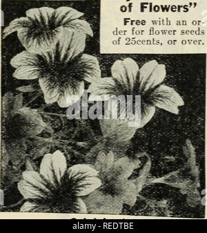 . Komplimente von Miss Emma V. Weiß. Blumen Samen Kataloge Kataloge; Gemüse; Samen Samen Kataloge. Salpiglossis Salvia sonnenblume Preis, pro Pck., 40 Samen, 4c; anv 3 pkts., 10 C. Chrysanthemum-Flowered. Blumen 4 bis 6 Zoll im Durchmesser, sehr doppelt, mit langen fringv Blütenblätter. 5 bis 6 Fuß. Doppel gemischt. Eine Mischung, mit der Mam-motte Globosus Fistulosus, der Chrysanthemum-Flowered und einige andere Arten. Einzel gemischt. Neue Arten der Stella, oder "Ausschneiden und wieder "Sonnenblume. Sind die Pflanzen verzweigen und buschig und die Blüten sind wie große gelbe Dai Stockfoto
