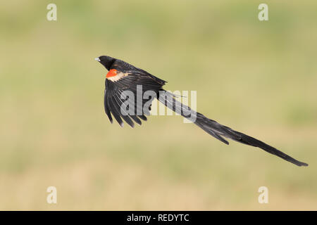 Long-tailed Widowbird Stockfoto