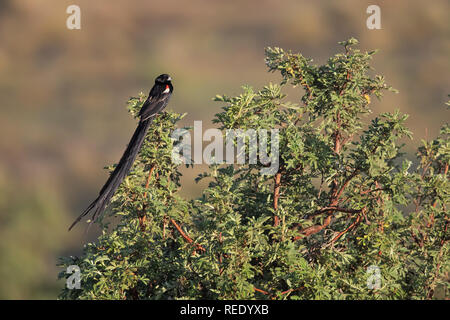 Long-tailed Widowbird Stockfoto