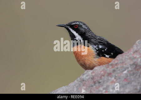 Drakensberge Rockjumper Stockfoto