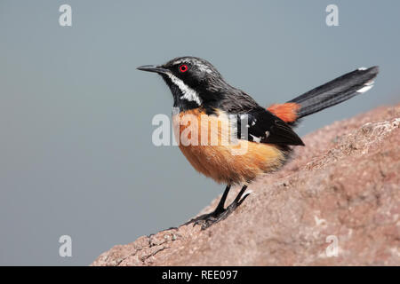 Drakensberge Rockjumper Stockfoto