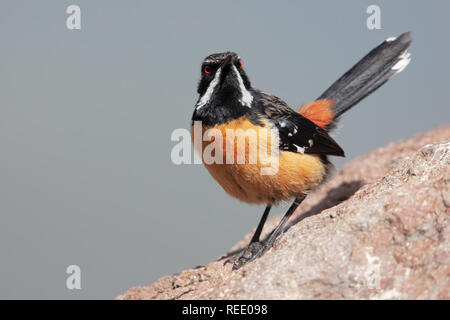 Drakensberge Rockjumper Stockfoto