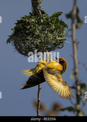 Village Weaver Stockfoto