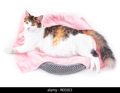 Katze Schwangerschaft. Schwangere Calico Katze mit großen Bauch Verlegung auf dem rosa Gewebe an Kamera schaut. Isoliert weißer Hintergrund Stockfoto