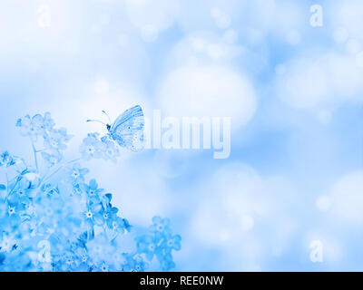 Vergißmeinnicht Blumen in der Ecke des unscharfen bokeh Hintergrund. Schmetterling auf dem blauen myosotis Blumen Bündel. Stockfoto