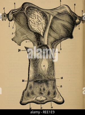 . Eine compend der pferdeartigen Anatomie und Physiologie. Pferde, Pferde - - Anatomie. 154 EQUINE Anatomie. Abb. 25.. Bitte beachten Sie, dass diese Bilder sind von der gescannten Seite Bilder, die digital für die Lesbarkeit verbessert haben mögen - Färbung und Aussehen dieser Abbildungen können nicht perfekt dem Original ähneln. extrahiert. Ballou, William R. (William Rice). Philadelphia: s. Blakiston, Sohn &Amp; Co. Stockfoto