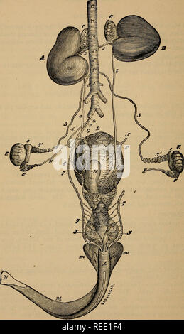 . Eine compend der pferdeartigen Anatomie und Physiologie. Pferde, Pferde - - Anatomie. Abb. 24.. 142. Bitte beachten Sie, dass diese Bilder sind von der gescannten Seite Bilder, die digital für die Lesbarkeit verbessert haben mögen - Färbung und Aussehen dieser Abbildungen können nicht perfekt dem Original ähneln. extrahiert. Ballou, William R. (William Rice). Philadelphia: s. Blakiston, Sohn &Amp; Co. Stockfoto