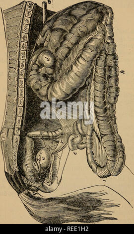 . Eine compend der pferdeartigen Anatomie und Physiologie. Pferde, Pferde - - Anatomie. 126 EQUINE ANATOMIE.. Bitte beachten Sie, dass diese Bilder sind von der gescannten Seite Bilder, die digital für die Lesbarkeit verbessert haben mögen - Färbung und Aussehen dieser Abbildungen können nicht perfekt dem Original ähneln. extrahiert. Ballou, William R. (William Rice). Philadelphia: s. Blakiston, Sohn &Amp; Co. Stockfoto