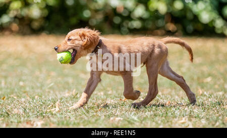 Ein Golden Retriever Welpe in rauen Gras mit seinem Mund an einem sonnigen Tag öffnen sitzen. Stockfoto