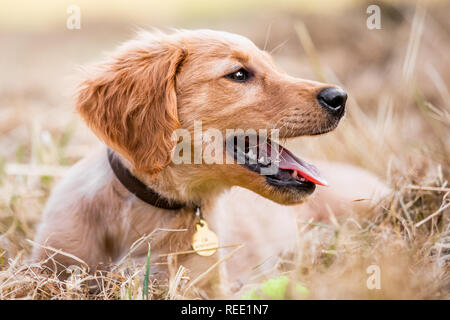 Ein Golden Retriever Welpe portrait in sehr trockenen Gras liegend auf der Seite. Stockfoto