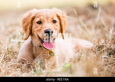 Ein Golden Retriever Welpen in sehr trockenem Gras oder Heu liegen mit Blick auf die Kamera mit den Mund öffnen. Stockfoto