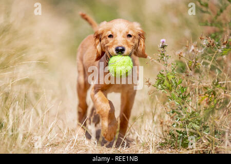 Ein Golden Retriever Welpen zu Fuß durch sehr trockenes Gras auf die Kamera mit einem gelben Tennisball im Mund. Stockfoto