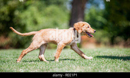 Ein Golden Retriever Welpen zu Fuß durch eine Lichtung im Wald an einem sonnigen Tag. Von der Seite. Stockfoto
