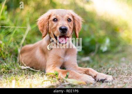 Ein Golden Retriever Welpe in rauen Gras mit seinen Mund geöffnet, die Zunge in die Kamera schaut sie eine lederne Halsband liegen. Stockfoto