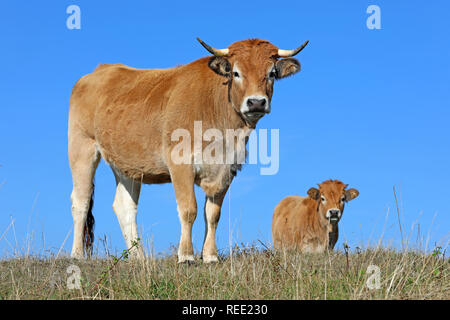 Französische Aubrac Kühe in einem Feld. Ländliche Szene. Aveyron, Auvergne, Frankreich Stockfoto