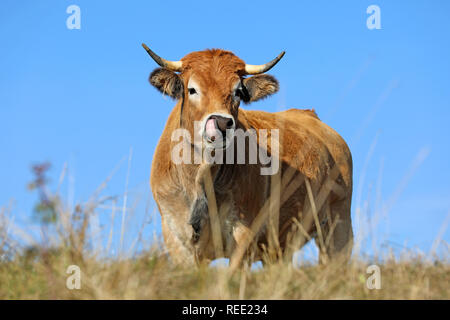 Französische Aubrac Kuh in einem Feld. Ländliche Szene. Lozère, Auvergne, Frankreich Stockfoto