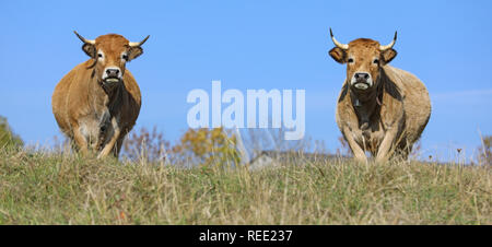 Französische Aubrac Kühe in einem Feld. Ländliche Szene. Aveyron, Auvergne, Frankreich Stockfoto