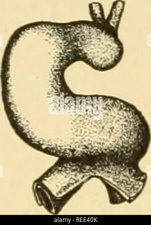 . Vergleichende Anatomie. Anatomie, Vergleichende. B 30 STUNDEN O 32 STUNDEN T^38 STUNDEN T7 '40 HOUF 10 Somiten^12 Somiten - ' -- ''6 som. tes JJ/1! Somit,. Bitte beachten Sie, dass diese Bilder sind von der gescannten Seite Bilder, die digital für die Lesbarkeit verbessert haben mögen - Färbung und Aussehen dieser Abbildungen können nicht perfekt dem Original ähneln. extrahiert. Neal, Herbert V. (Herbert Vincent), 1869-1940; Rand, Herbert W. (Herbert Wilbur), 1872-1960. Philadelphia: s. Blakiston's Sohn Stockfoto