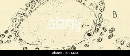 . Vergleichende embryologie der Wirbeltiere; mit 2057 Zeichnungen und Fotos. Als 380 Illus gruppiert. Wirbeltiere - Embryologie; Vergleichende Embryologie. ii A4 Â®^^""'"-=-v (Zona pellucida -^ Sir''. Eigelb GLOBULI&lt;â'Â'â H Tippen^^^ (iffr-Abb. 125. Düngung in das Opossum. (A nach McCrady, '38, von Duesberg; B-F nach Hartman, "16.) (A)-Konjugat Spermien von Opossum. (B) Ovarian ei zeigen Diskus proiigerus Rund um das Ei; erste Polkörper extrudierte; Chromosomen von ei Kern offensichtlich. (C) Eileiter Eizelle. (D) der Gebärmutter ovum mit vorkerne in der Nähe der Eizelle. (E) Erste cle Stockfoto
