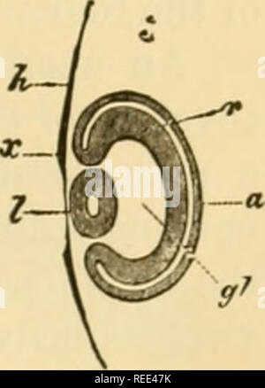 . Die vergleichende Anatomie der domestizierten Tiere. Pferde; Veterinär Anatomie. Längsschnitt DURCH DAS AUGE DES EMBRYO GEFLÜGEL. 1, aus einem Embryo etwa sechzig - fünfte Stunde Inkubation; 2, aus einem Embryo ein paar Stunden älter; 3, von einem eml-Ryo bei der vierten dav der Inkubation. A, Hornhaut lamina;/, Linse in Fis;. 1, immer noch verbunden mit der Corne.-il Lamina, und besitzen einen kleinen Hohlraum, o, in seinem Inneren (in Abbn. 2. und 3. gesehen wird abgetrennt, aber immer noch hohl); r, introvertierten Teil der Primitiven optic Vesikel, anschließend werden die Netzhaut; a, hinterer Teil des optischen Vesikel Stockfoto