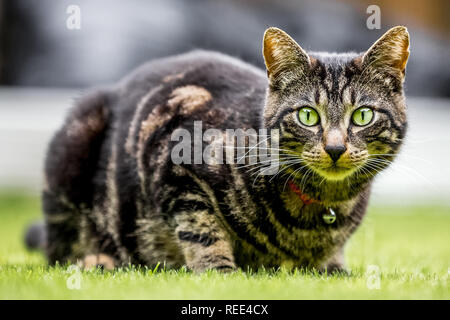 Nahaufnahme Katze mit schönen Augen zu Hause Stockfoto