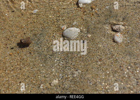 Wasser plätschern über Sand und Muscheln Stockfoto