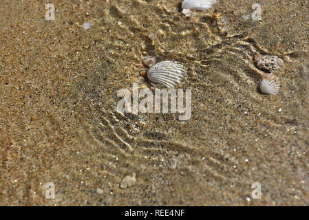 Wasser plätschern über Sand und Muscheln Stockfoto