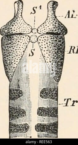 . Vergleichende Anatomie der Wirbeltiere. Anatomie, Vergleichende; Wirbeltiere. C JiK Ti. Abb. 279.- kehlkopf von ECHIDNA. (A, ventral, B, seitlich, und C, dorsalansicht.) AL, arytenoids, mit einem intercalary Stück, S1; RK, cricoid, mit einer dorsalen intercalary Stück, S, SK, Skelett Element, die teilweise in zwei Portionen ventro-lateral unterteilt, von denen die vordere entspricht (t) auf die größere Adr mi Der hyoid anderer Säugetiere (d. h. auf den 3. viszerale Arch), und dem hinteren (*) gibt Anlass zu der anterioren Schilddrüse Element (= 4 viszeralen Arch); SK', der Posterioren Schilddrüse Element (=5 t Stockfoto