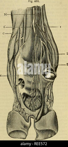 . Die vergleichende Anatomie der domestizierten Tiere. Veterinär Anatomie. Die Plexus brachialis. diflferences in der Zweigstelle des Angularis und rhomboideus, in den Filialen der Brustmuskeln, die subkutane Brust- Niederlassung oder der anterioren brachial oder Muskulo-kutane Nerv. Den Nerv der serratus Magnus nicht sliow der Zweig, der das Pferd, von der sechsten Nerv und übergibt das scalenus tlirough entsteht; aber auf der Oberfläche der serratus Magnus Es empfängt ein Filament aus dem Zweig der Angularis. Letztere ist aus dem 6. Die Verzweigung des latissimus Dorsi Stockfoto