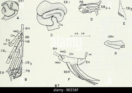 . Die vergleichende Osteologie und Phylogenie der Anabantoidei (Teleostei, Fische). Labyrinthici; Knochen; Fische. 127. Bitte beachten Sie, dass diese Bilder sind von der gescannten Seite Bilder, die digital für die Lesbarkeit verbessert haben mögen - Färbung und Aussehen dieser Abbildungen können nicht perfekt dem Original ähneln. extrahiert. Liem, Karel F. Urbana, Universität von Illinois drücken Sie Stockfoto