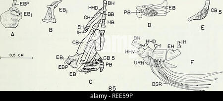 . Die vergleichende Osteologie und Phylogenie der Anabantoidei (Teleostei, Fische). Labyrinthici; Knochen; Fische. . Bitte beachten Sie, dass diese Bilder sind von der gescannten Seite Bilder, die digital für die Lesbarkeit verbessert haben mögen - Färbung und Aussehen dieser Abbildungen können nicht perfekt dem Original ähneln. extrahiert. Liem, Karel F. Urbana, Universität von Illinois drücken Sie Stockfoto