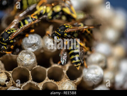 Makroökonomische Bild von Wespen sitzen auf dem Wespennest in einem Wohnzimmer Stockfoto