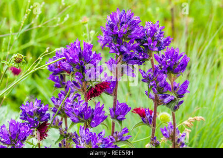 Blue Garden Grenze Blumen, Clustered Glockenblume Campanula glomerata Stockfoto