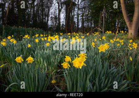 Narzissen in Woolton, Liverpool, die frühzeitig aufgrund einer früheren Bann von milder Witterung geblüht haben. Stockfoto