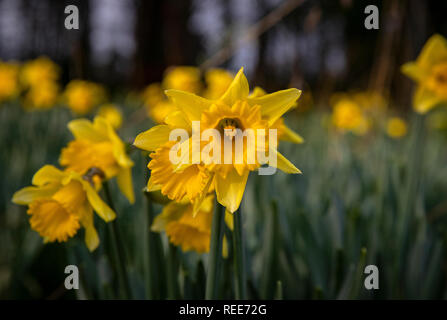 Narzissen in Woolton, Liverpool, die frühzeitig aufgrund einer früheren Bann von milder Witterung geblüht haben. Stockfoto