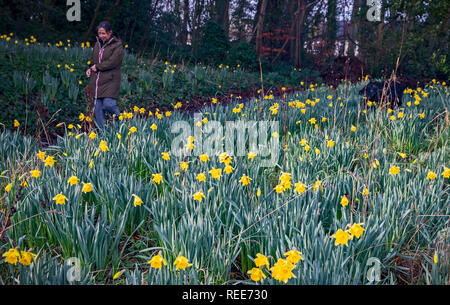 Eine Frau geht Vergangenheit Narzissen in Woolton, Liverpool, die frühzeitig aufgrund einer früheren Bann von milder Witterung geblüht haben. Stockfoto