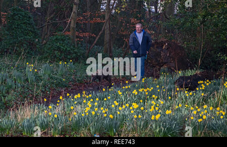 Ein Mann, der seinen Hund Vergangenheit Narzissen in Woolton, Liverpool, die frühzeitig aufgrund einer früheren Bann von milder Witterung geblüht haben. Stockfoto