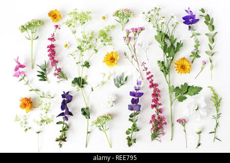 Sommer botanischen Muster. Florale Komposition von fewerfew, Erica, Salbei und Chrysantheme Blumen und Grün alchemilla Pflanzen auf weißem Holz- Hintergrund Stockfoto
