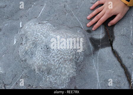 Untersuchung einer kolonialen fossilen Felsen bei Ebbe in Karbon Kalkstein an exponierten Port Eynon Bay Gower. Stockfoto