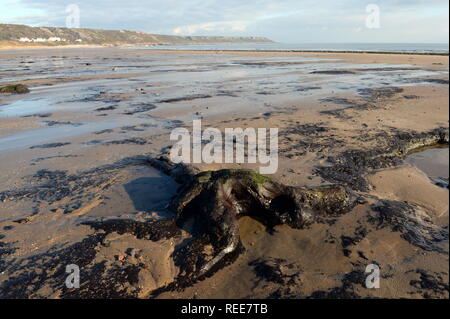 Alten Wald Baumstämme bei Ebbe Port Eynon Bay offenbart. Swansea sind Beweis für den Anstieg des Meeresspiegels nach der Eiszeit aus klimatischen Eis schmelzen. Stockfoto