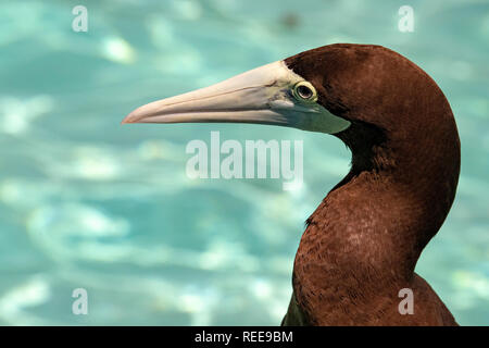 Brown booby Gannett in Französisch-Polynesien Stockfoto