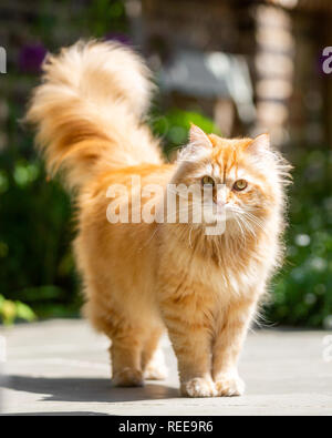 Nahaufnahme Ingwer Katze mit dem Schwanz in der Luft stehend in der Sonne in die Kamera schaut Stockfoto