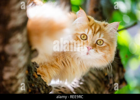 Eine rothaarige Katze in einem Baum in die Kamera starrt. Nach oben Schließen Stockfoto