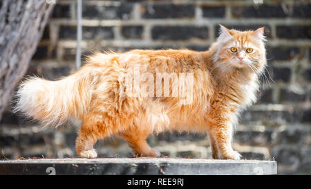 Eine rothaarige Katze, stehend auf einem Tisch mit Blick auf die Kamera mit dem Schwanz in der Luft gegen eine Mauer und einen Baum. Stockfoto