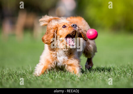 Close up Spaniel Welpen jagen einem Ball spielen im Park Stockfoto