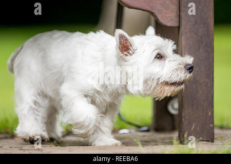 Close up White West Highland Terrier spielen im Park. Stockfoto