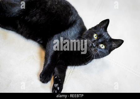 Porträt einer inländischen schwarze Katze mit grünen Augen Stockfoto